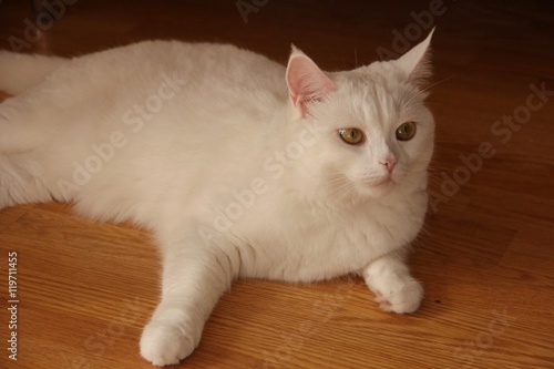 white cat of the British breed © irisff