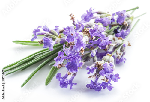 Bunch of lavandula or lavender flowers isolated on white backgro