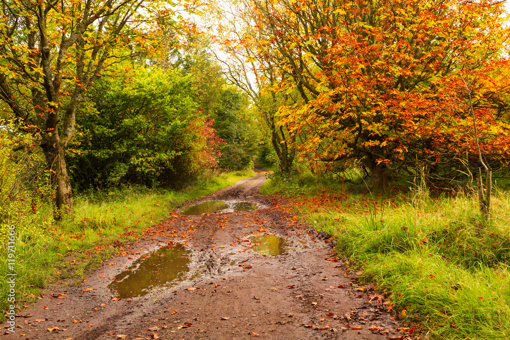 Fototapeta premium Autumn landscape with trees and paddles