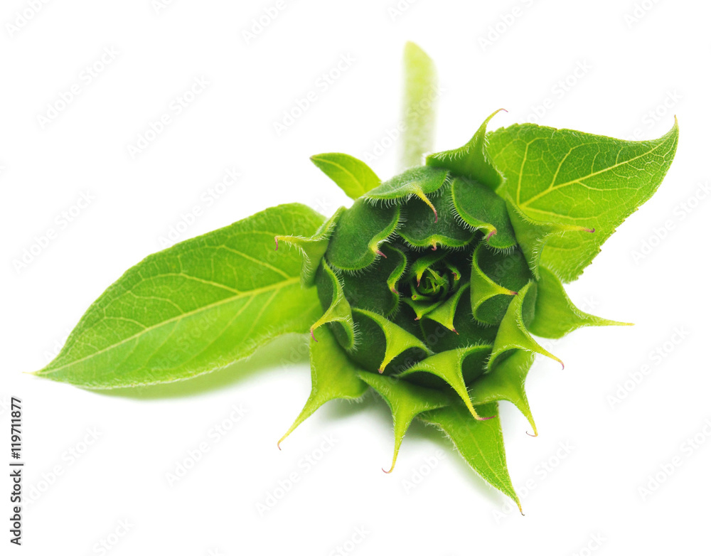 Naklejka premium Closed sunflower isolated on white background