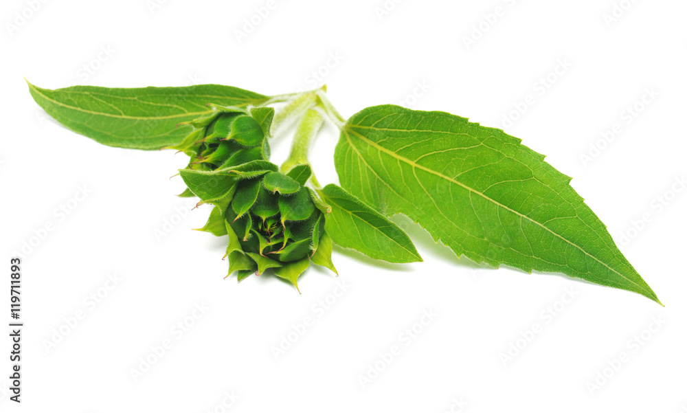 Obraz premium Closed sunflower isolated on white background