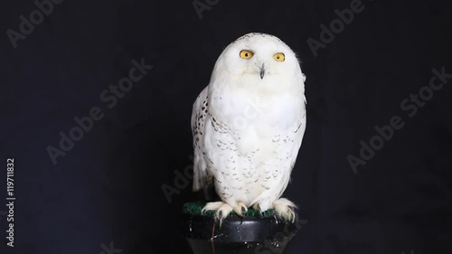 Snowy owl is a large diurnal Owl, with fairly rounded head, yellow eyes and black bill. Feet are well feathered. It is a distinct white Owl, which entire plumage may be variably