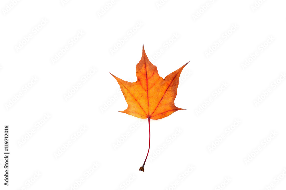 Maple leaf Maple leaf