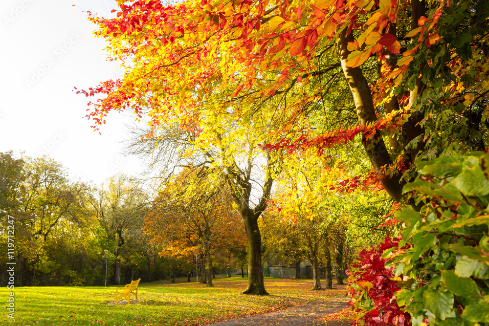 Naklejka premium Autumn landscape with trees