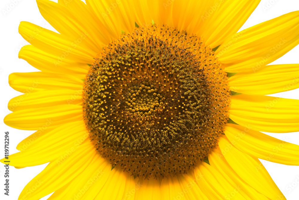 Flower of sunflower isolated on white background. Seeds and oil. Flower of sunflower isolated on white background. Seeds and oil.