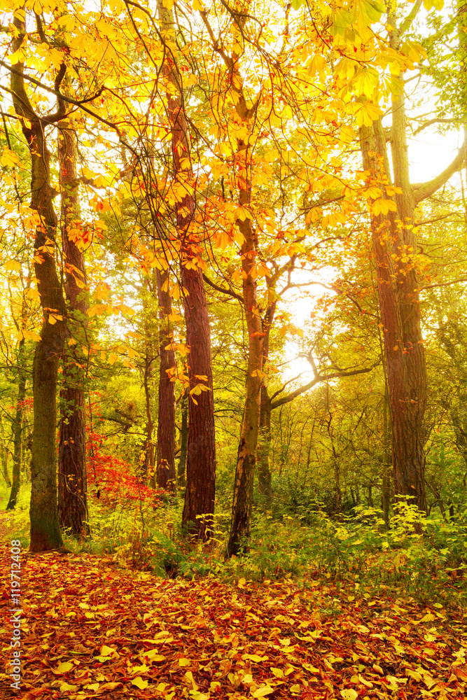 Obraz premium Autumn landscape with trees
