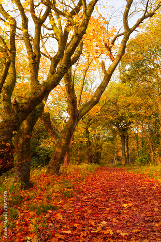 Autumn landscape with trees