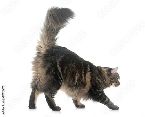 Fototapeta Naklejka Na Ścianę i Meble -  maine coon cat