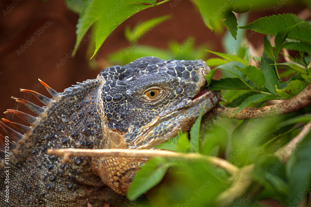 Fototapeta premium varan crawling