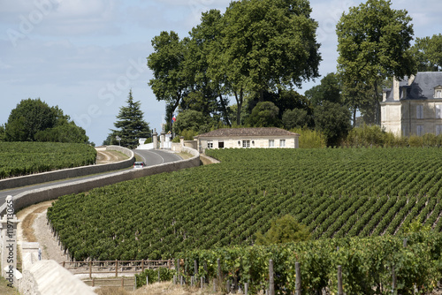 Pauillac wine region France -- Vines and vineyards in Pauillac a wine producing area of the Bordeaux region France