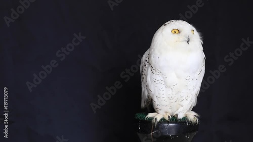 Snowy owl is a large diurnal Owl, with fairly rounded head, yellow eyes and black bill. Feet are well feathered. It is a distinct white Owl, which entire plumage may be variably
