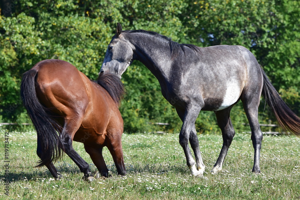 fighting horses