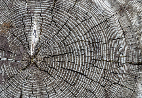 dark old wood texture