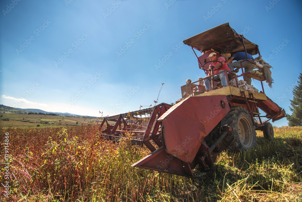 Fototapeta premium old harvester harvesting wheat 