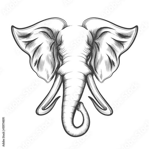 Elephant Head in Engraving style