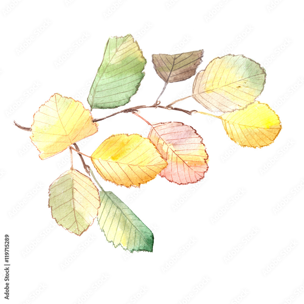 Obraz premium Watercolor painting of an autumn branch of alder tree. Isolated on white background