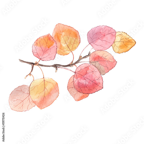 Watercolor painting of a bright autumn branch of aspen tree. Isolated on white background photo