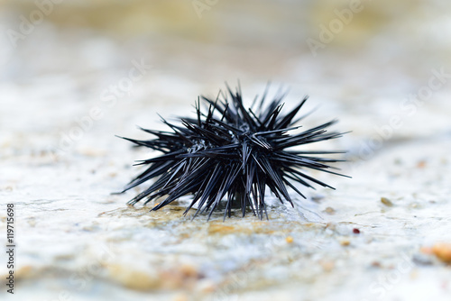 Sea urchin on a stone