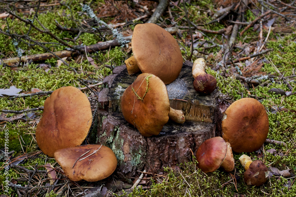 Mushroom in forest. Mushroom boletus - healthy and delicates food. Mushroom in forest. Mushroom boletus - healthy and delicates food.