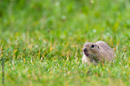 European Ground Squirrel on Field with Sticking Tongue