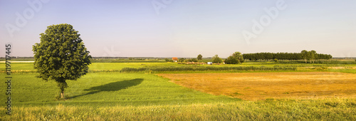 Beautiful summer landscape with tree and agricultural fields
