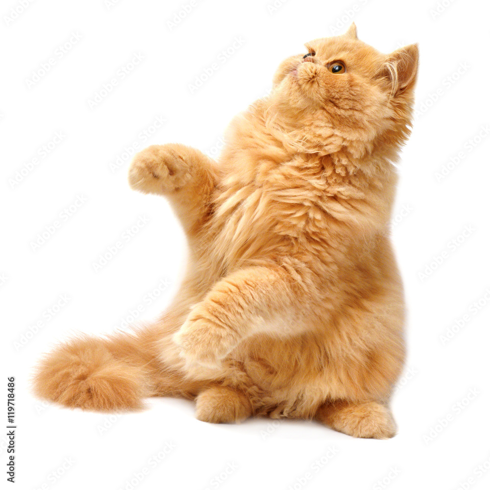 Beautiful red-haired kitten playing paws Beautiful red-haired kitten playing paws