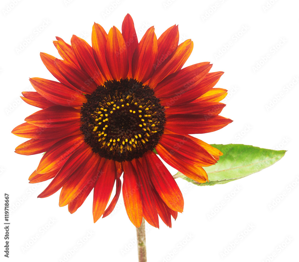 Obraz premium Wreath frame with red sunflowers isolated on white background. 