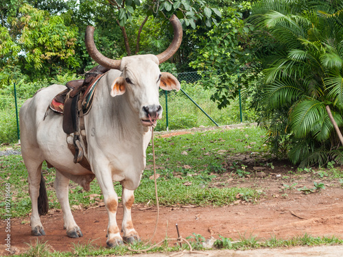 Toro pastando en el valle de Viñales en Cuba, 