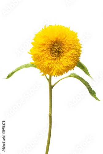Flower. Sunflower Teddy Bear