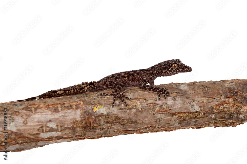 Naklejka premium Australian leaf-tailed geckos on white