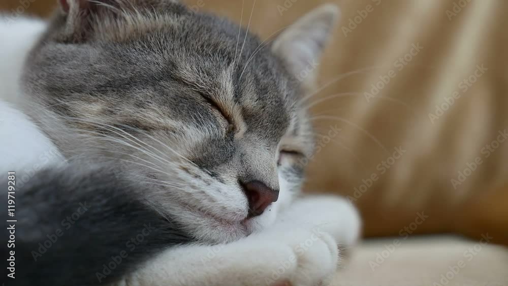 home video cute cat sleeping on couch home video cute cat sleeping on couch