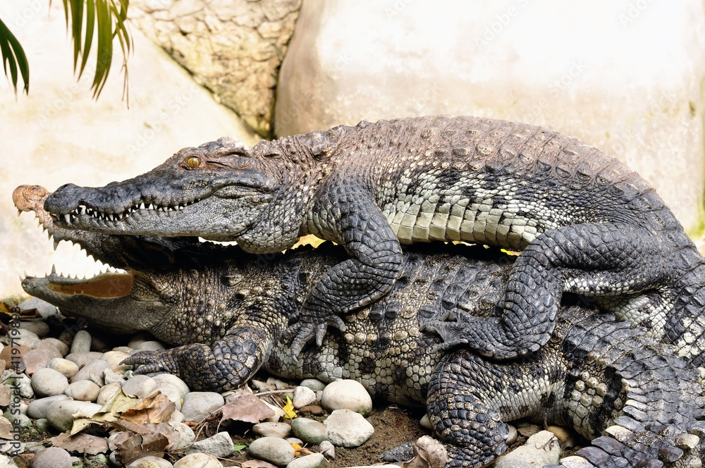 Double alligator mating on rock Double alligator mating on rock