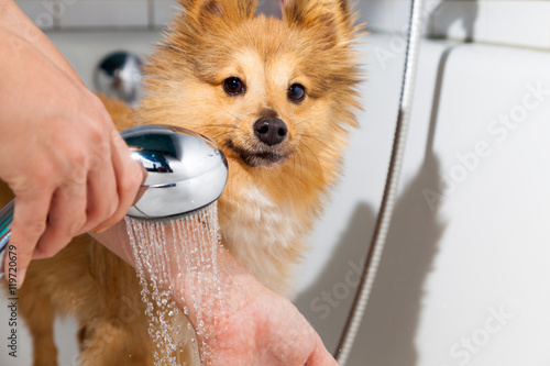 Fototapeta Naklejka Na Ścianę i Meble -  Shetland Sheepdog unter Wasser
