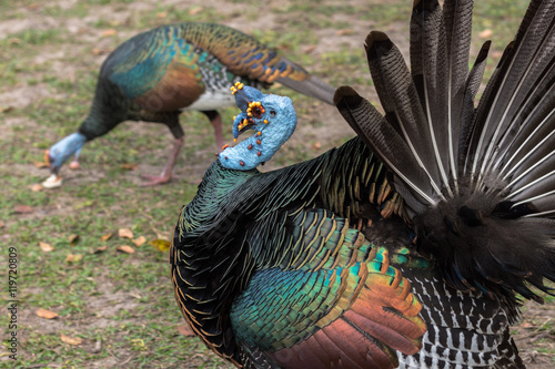 Wild ocellated turkey, common to the Yucatán Peninsula, during mating season, in Tikal, Petén (Guatemala)