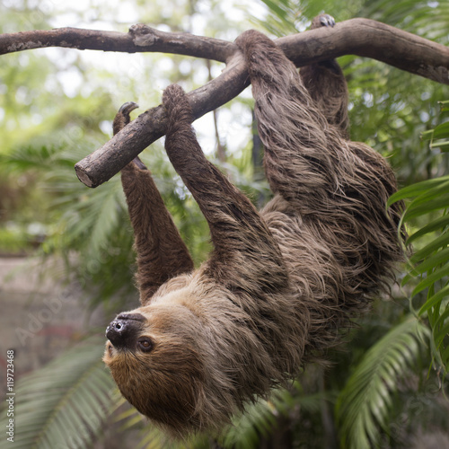 two-toed sloth climbing on the tree