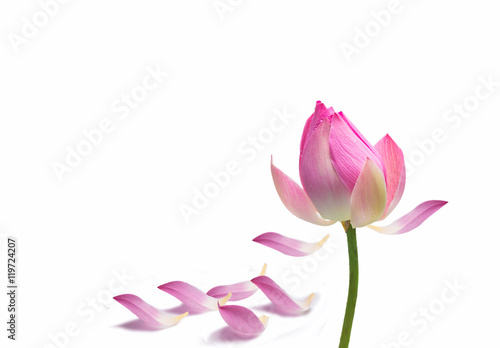 Water lily flower (lotus)