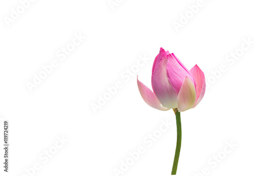 Water lily flower (lotus)