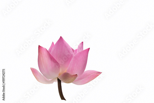 Water lily flower  lotus 