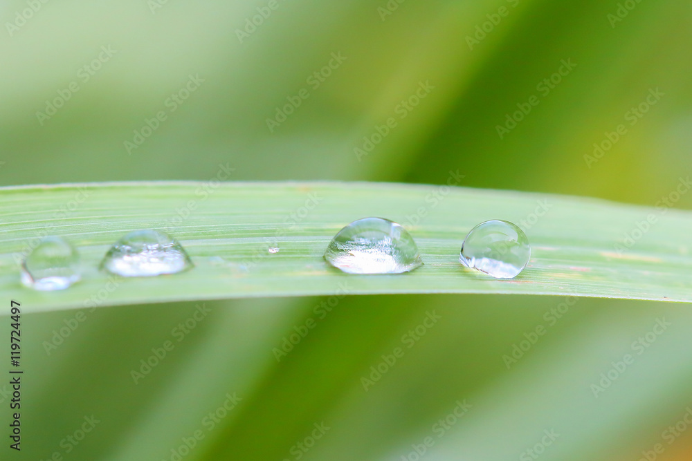 Drops of water on grass in nature Drops of water on grass in nature