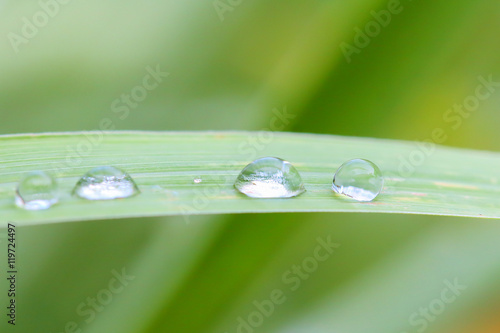 Drops of water on grass in nature