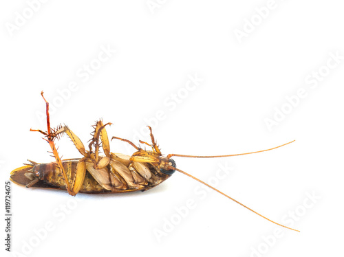Dead cockroach © hadkhanong