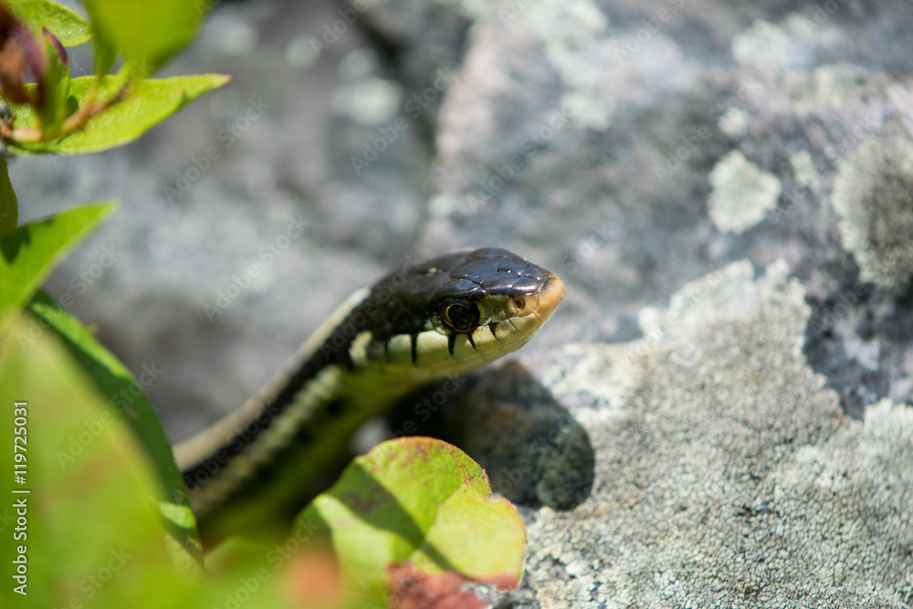 Garter Snake Hiding under Leaves in Annapolis Rocks, Maryand Garter Snake Hiding under Leaves in Annapolis Rocks, Maryand