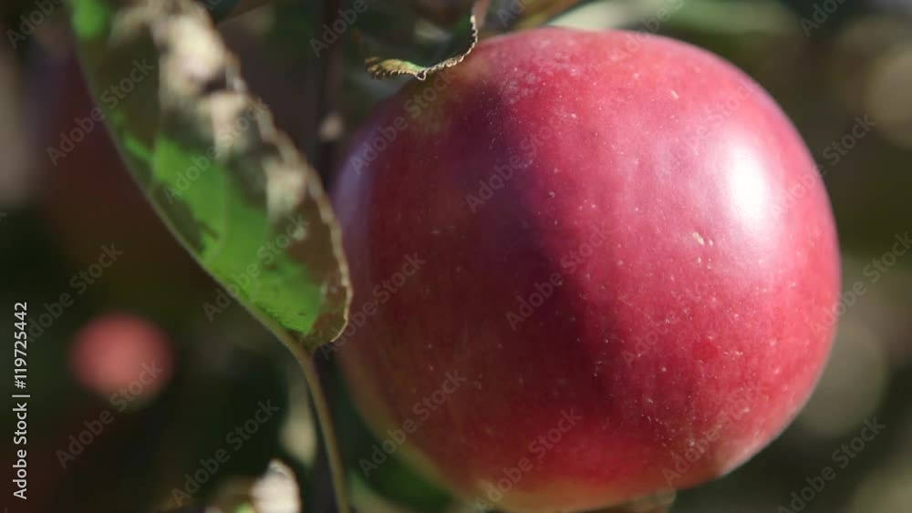 Apple in orchard dolly into focus Apple in orchard dolly into focus