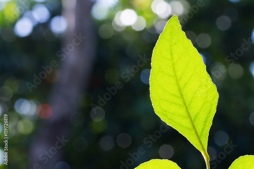 Leaf herb, Clausena wallichii Oliv. var. guillauminii (Tanaka) J photo