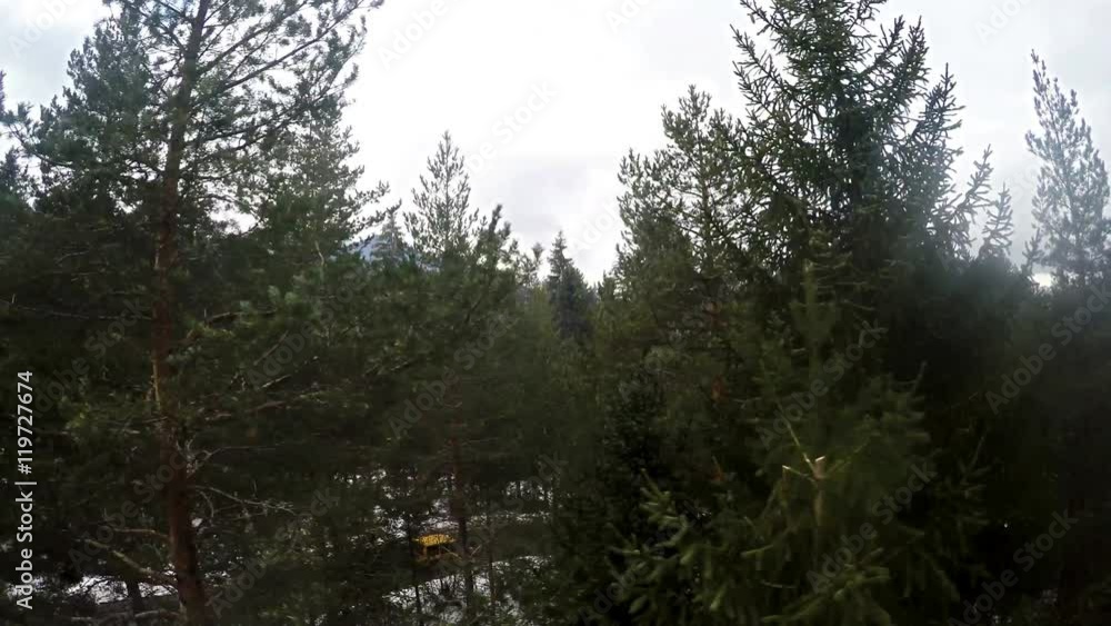 flying over the winter pine tree forest in flying over the winter pine tree forest in