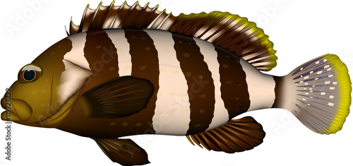魚 アオハタ イラスト ベクター Stock Vector Adobe Stock 魚 アオハタ イラスト ベクター Stock Vector Adobe Stock