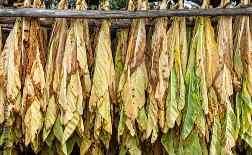 Classical way of drying tobacco in barn photo