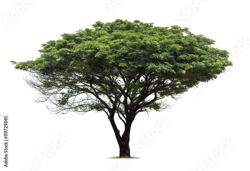 Isolated Rain tree on white background