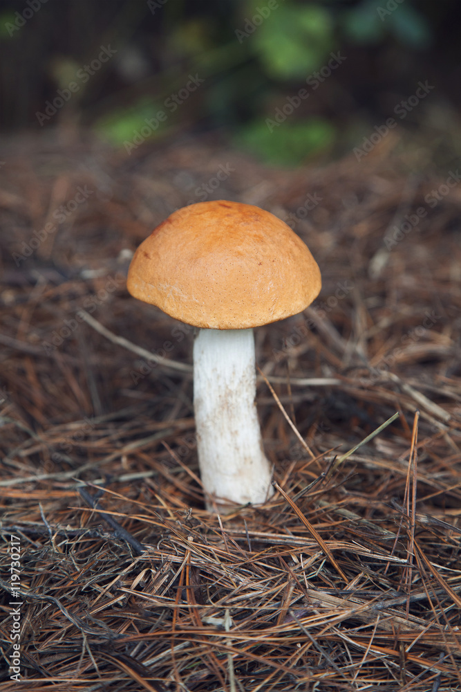 a large orange-cap boletus a large orange-cap boletus