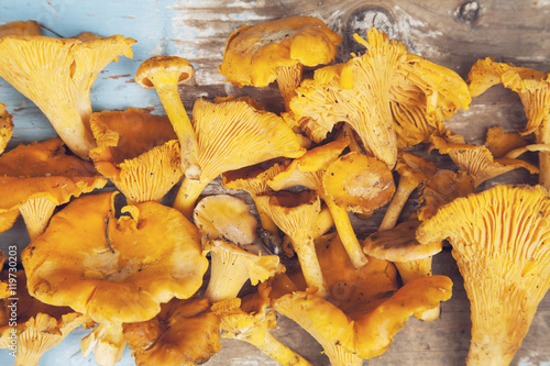 a lot of chanterelles on wooden background